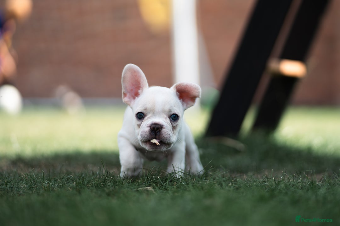 French Bulldog dogs for sale: Ready to go 2 x male French Bulldog KC registered - Image 33