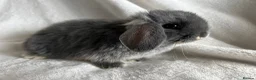 Mini Lop rabbits for sale: Two Little Girls Ready Now  - Advert 2