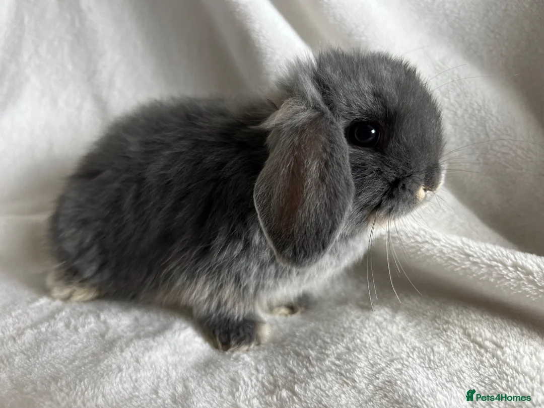 Mini Lop rabbits for sale: Two Little Girls Ready Now  - Advert 2