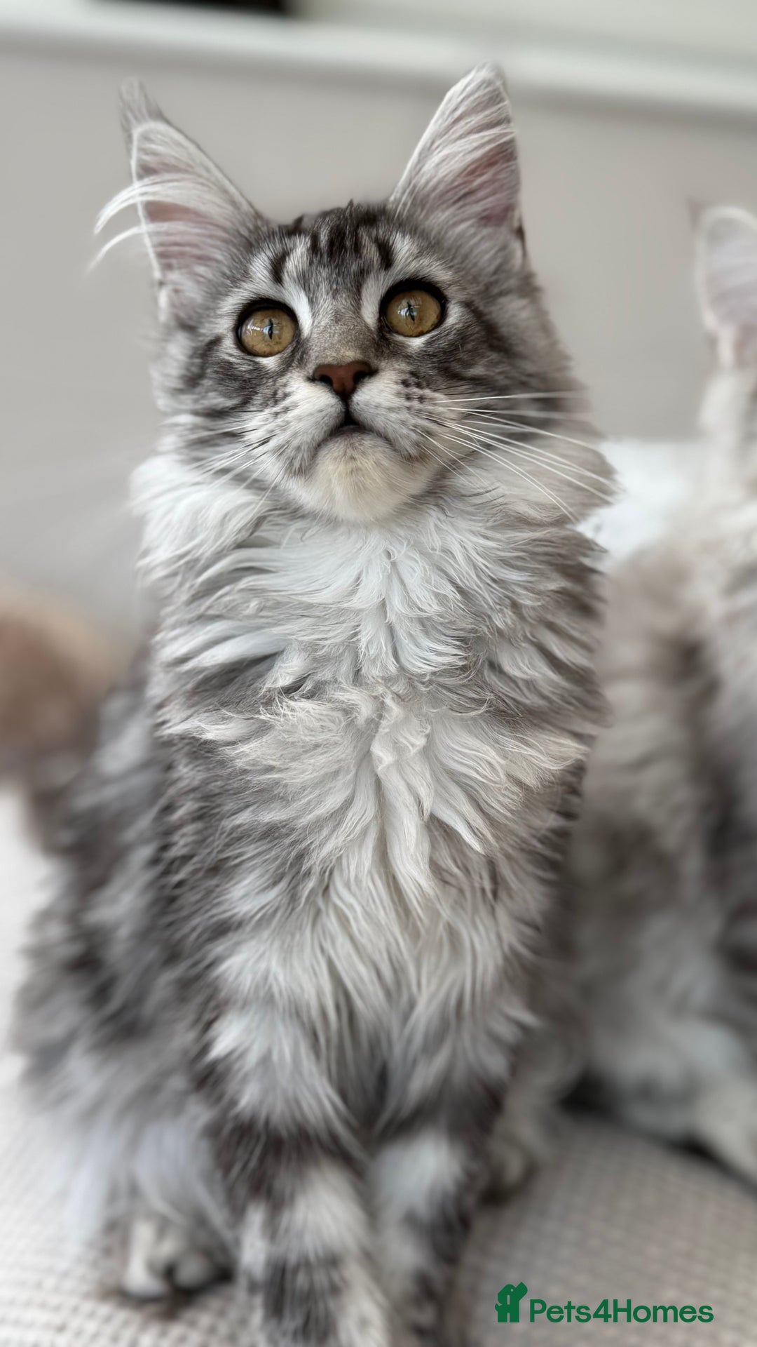Maine Coon cats for sale: Outstanding pedigree kittens ACTIVE - Advert 25