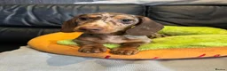 Miniature Dachshund dogs for sale: Last mini dachshund boy ready now ! in South Ockendon - Advert 9