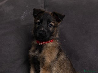 Mixed Breed dogs Adorable litter of 'shepinois' - Advert 13