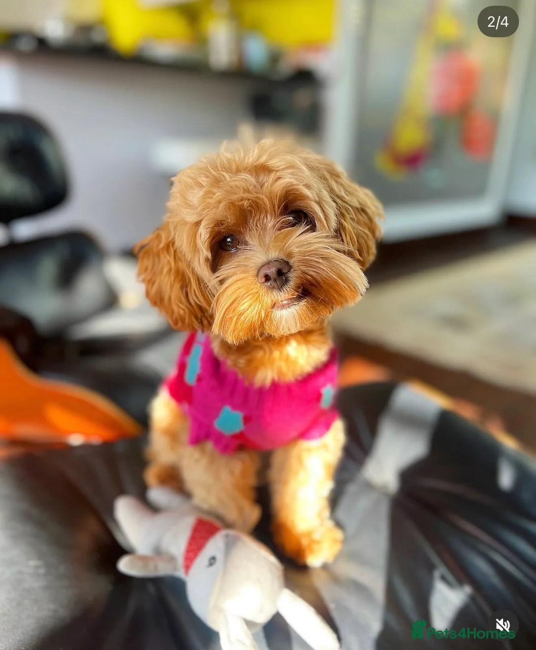 Maltipoo dogs for stud: Beautiful Maltipoo Ginger Stud ready to Date! - Advert 1