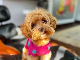 Maltipoo dogs Beautiful Maltipoo Ginger Stud ready to Date! - Advert 2