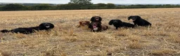 Cocker Spaniel dogs for stud: Health tested working cocker spaniel  in Devizes - Advert 9