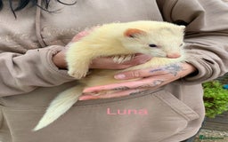 Ferret rodents for sale: Ferret kits and adults of va ages read descr  - Image 15