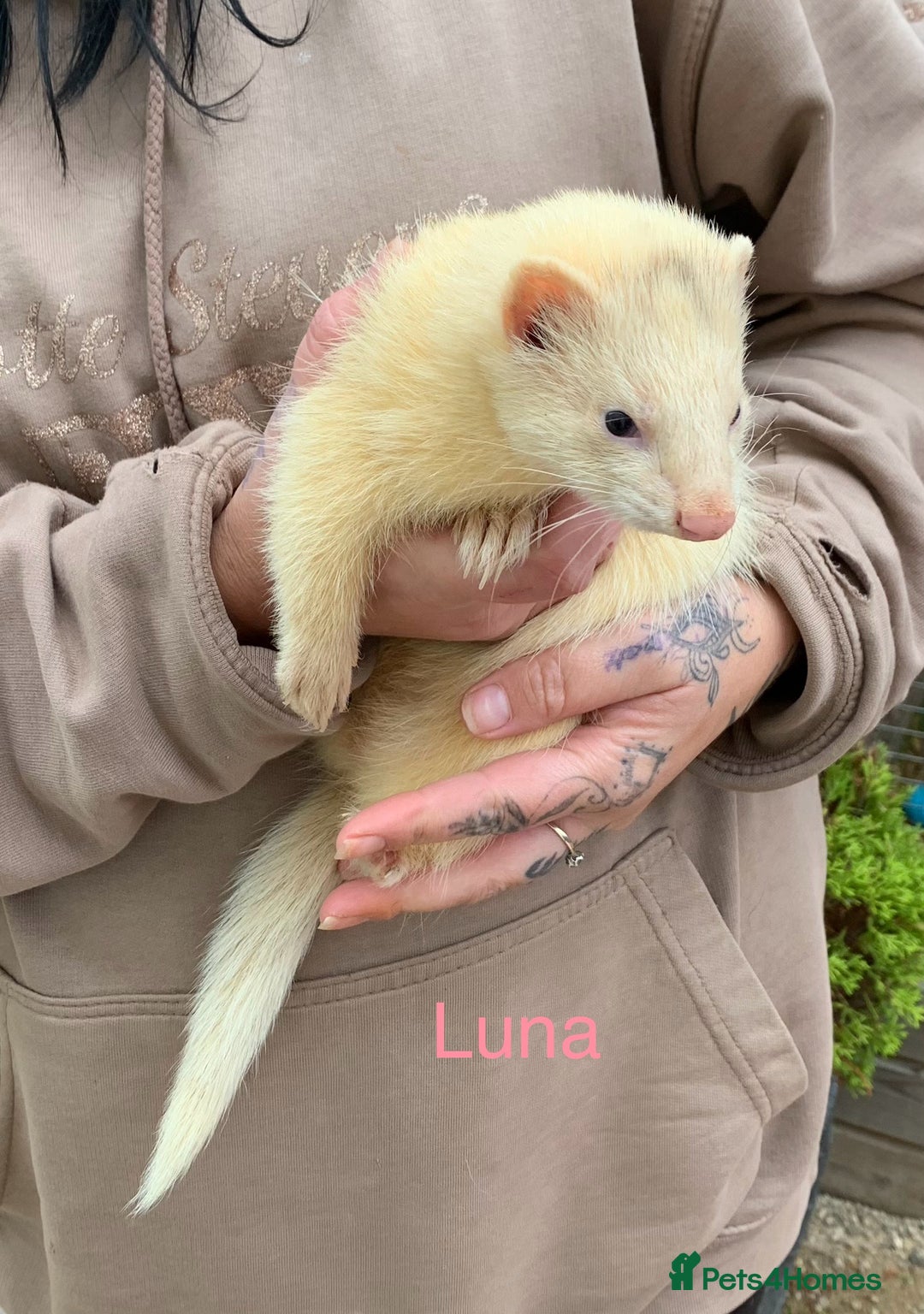 Ferret rodents for sale: Ferret kits and adults of va ages read descr  - Image 15