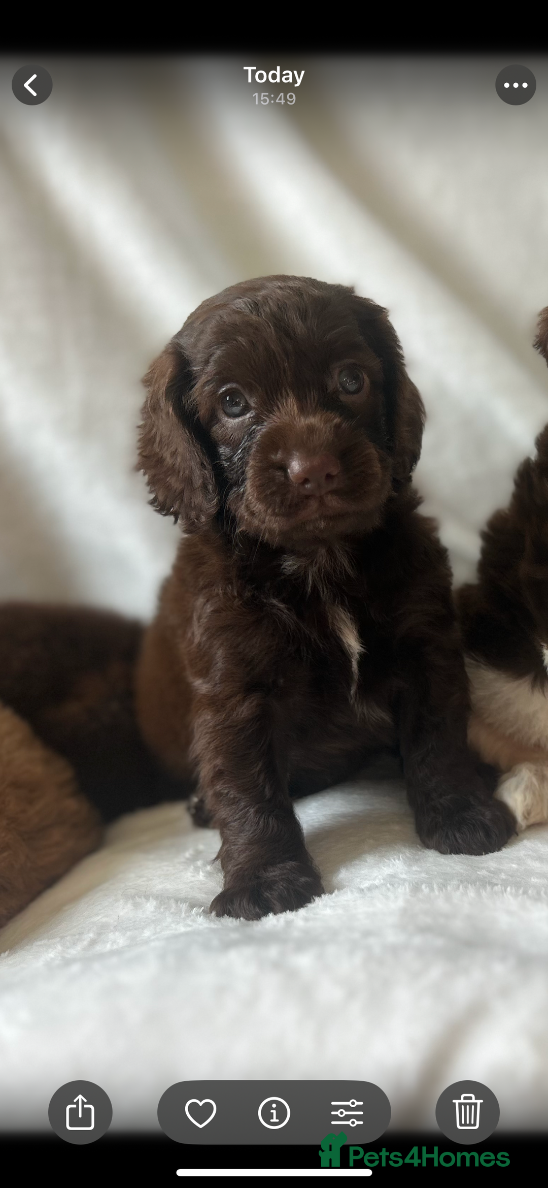 Cockapoo dogs for sale: beautiful toy cockapoo - Image 24