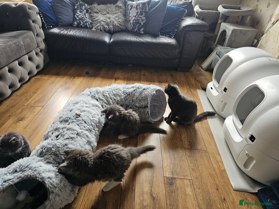 Ragdoll cats for sale: Chartreux cross Ragdoll grey Curly kittens - Image 3