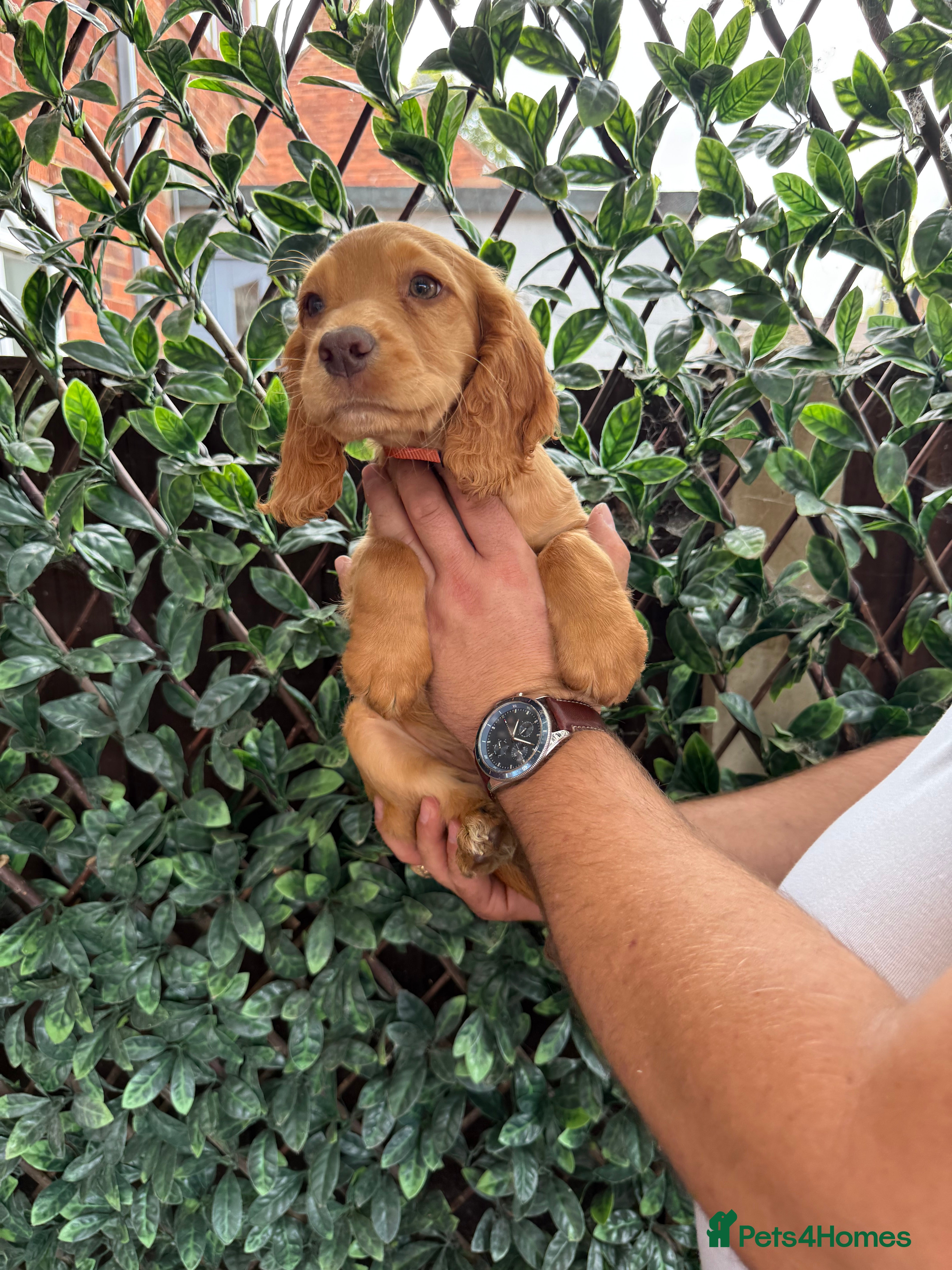 Cocker Spaniel dogs Beautiful Chunky Golden Cocker Spaniel Puppies.  - Advert 2