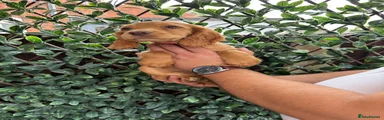 Cocker Spaniel Orange 