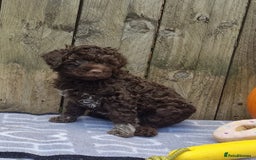 Lagotto Romagnolo dogs for sale: Beautiful Lagotto Romagnolo puppies, KC reg - Image 8