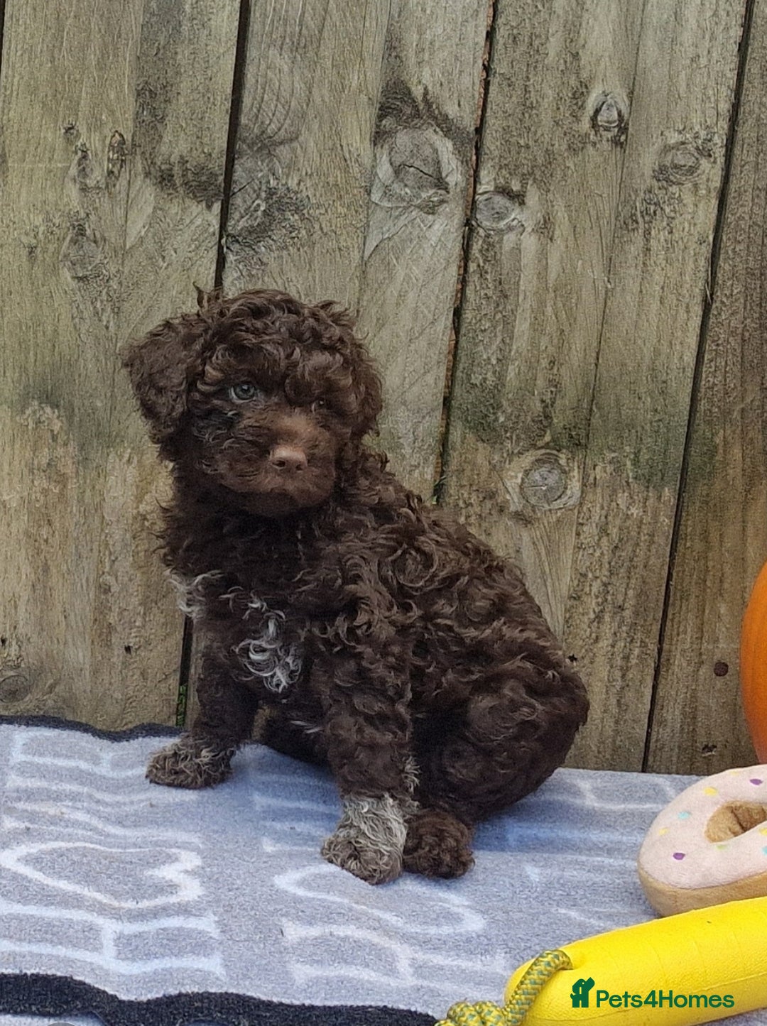 Lagotto Romagnolo dogs for sale: Beautiful Lagotto Romagnolo puppies, KC reg - Image 8