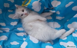 Ragdoll cats for sale: RAGDOLLS BOYS BLUE EYES VACCINATED MICROCHIPED  - Image 17