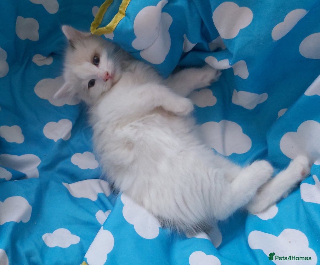 Ragdoll cats for sale: RAGDOLLS BOYS BLUE EYES VACCINATED MICROCHIPED  - Image 17
