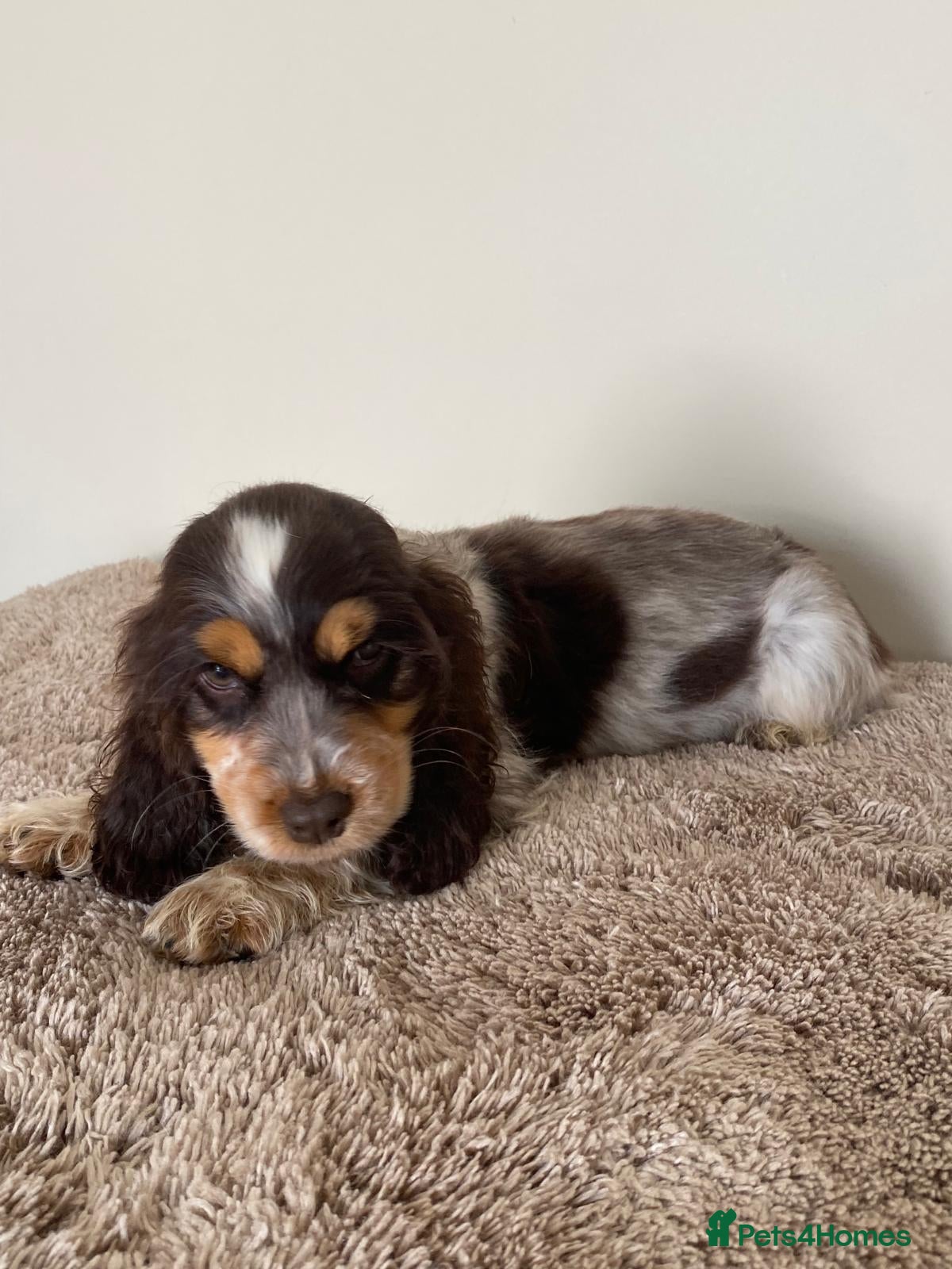 Cocker Spaniel dogs Kc registered show type spaniels  - Advert 2