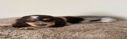 Cocker Spaniel dogs for sale: Kc registered show type spaniels  - Advert 4