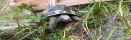 Hermann Tortoise reptiles for sale: Meet Fernandinon Male age 12 Hermann tortoise  - Advert 4