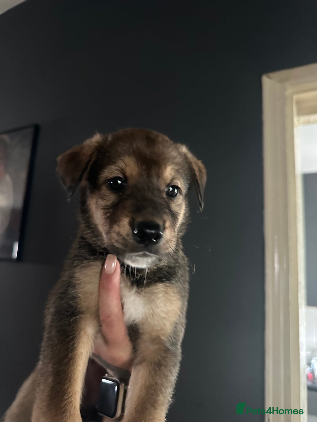 Mixed Breed dogs for sale: PLEASE READ!!! Doberman x American Akita puppies  - Image 9