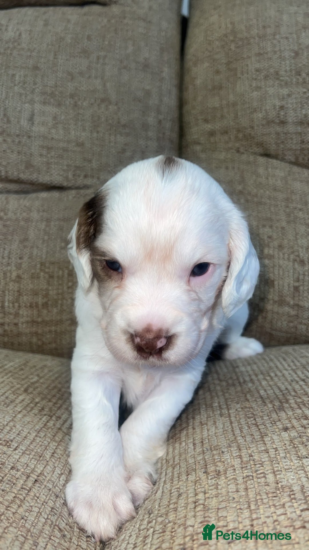 Sprocker dogs 🐾 Beautiful Sprocker Spaniel Puppies 🐾 - Advert 7