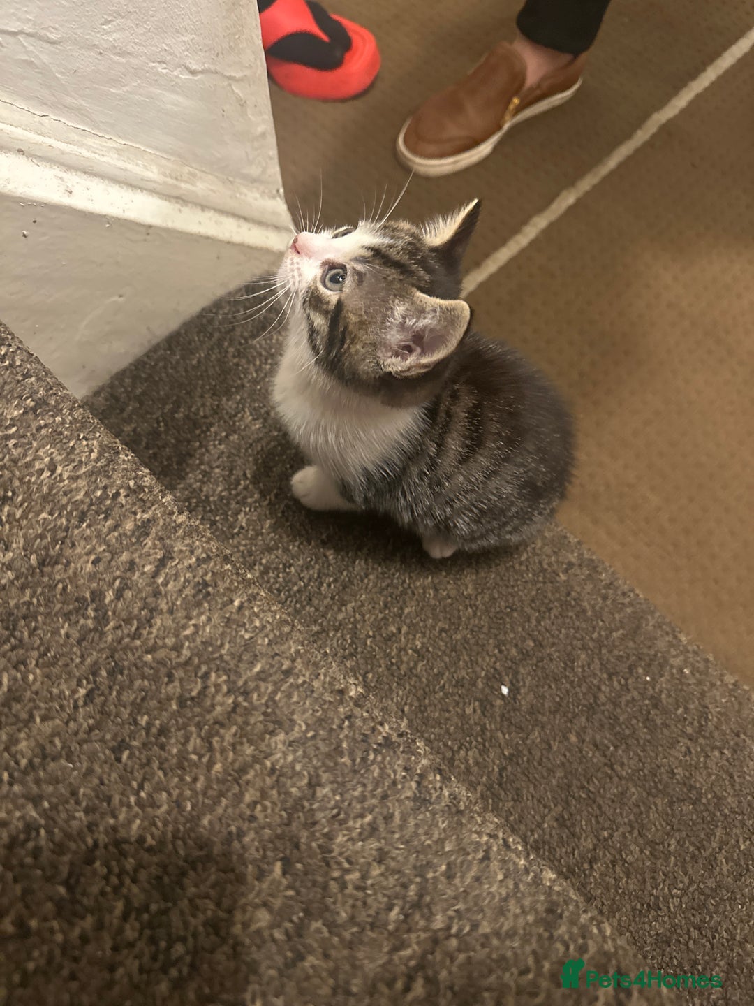 Mixed Breed cats for sale: 2 little boy kittens along with its Mom - Advert 5