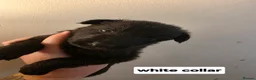 German Shepherd dogs for sale: shepinois puppies amazing litter - Advert 2