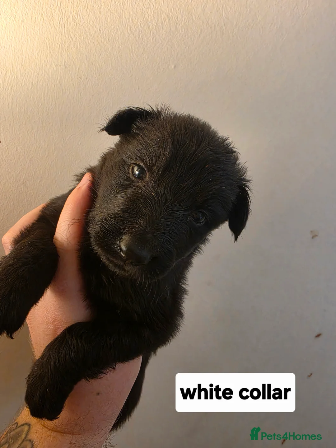 German Shepherd dogs for sale: shepinois puppies amazing litter - Advert 2