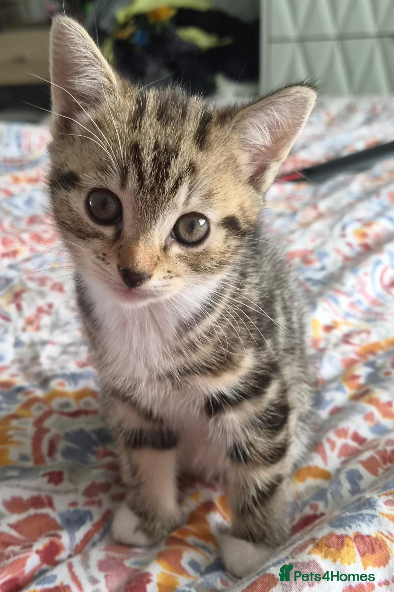 Mixed Breed cats Beautiful mixed breed kitten - Advert 1