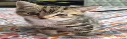 Mixed Breed cats for sale: Beautiful mixed breed kitten - Advert 1