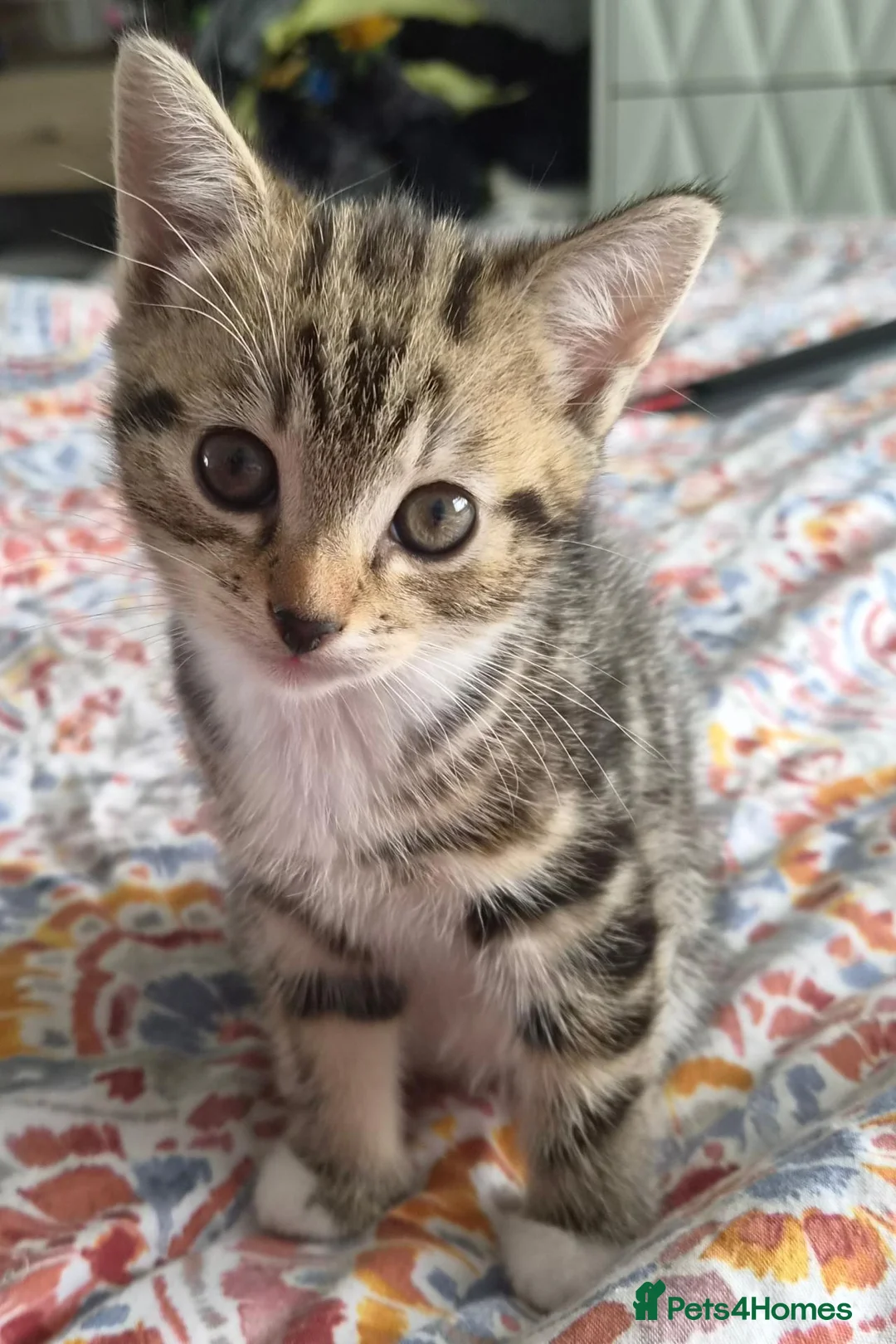 Mixed Breed cats for sale: Beautiful mixed breed kitten - Advert 1