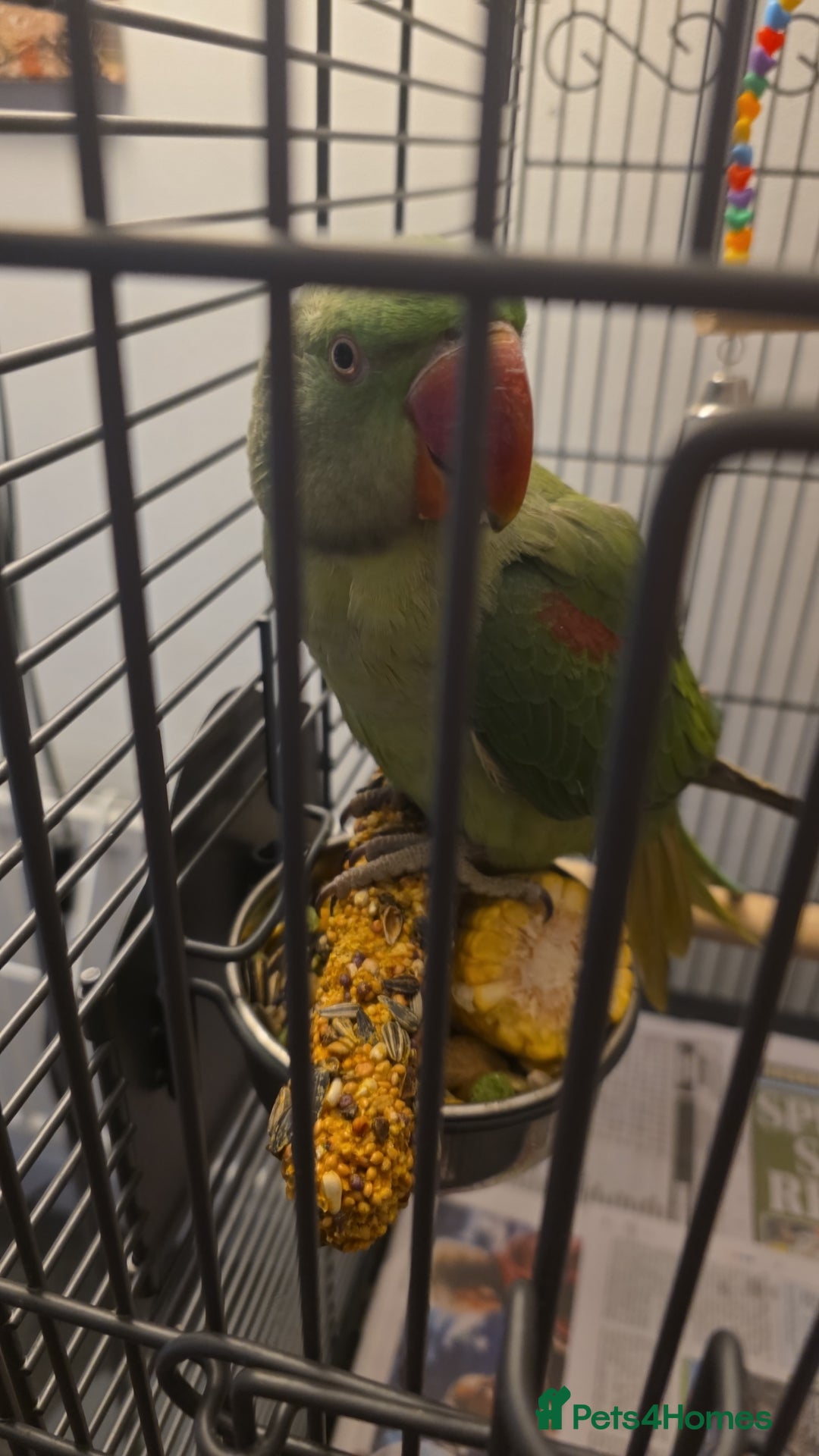 Parrots birds for sale: Goku the alexandrine parrot - Advert 4