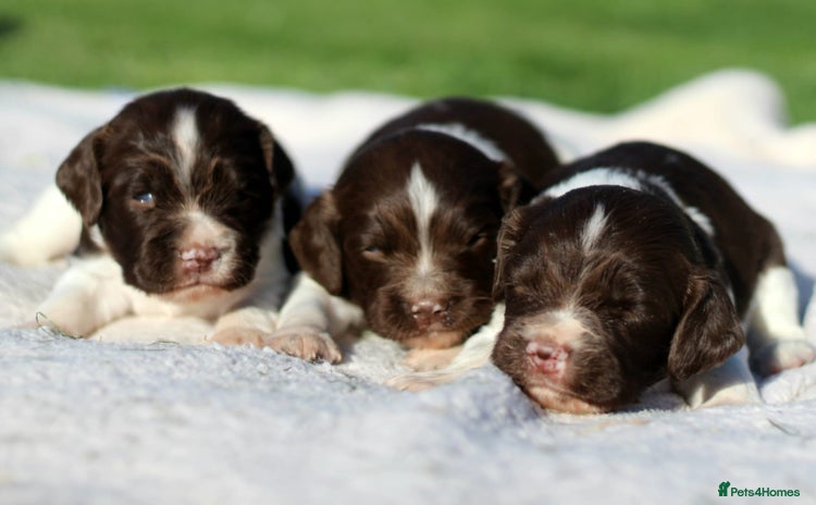 English Springer Spaniel dogs - Advert 13