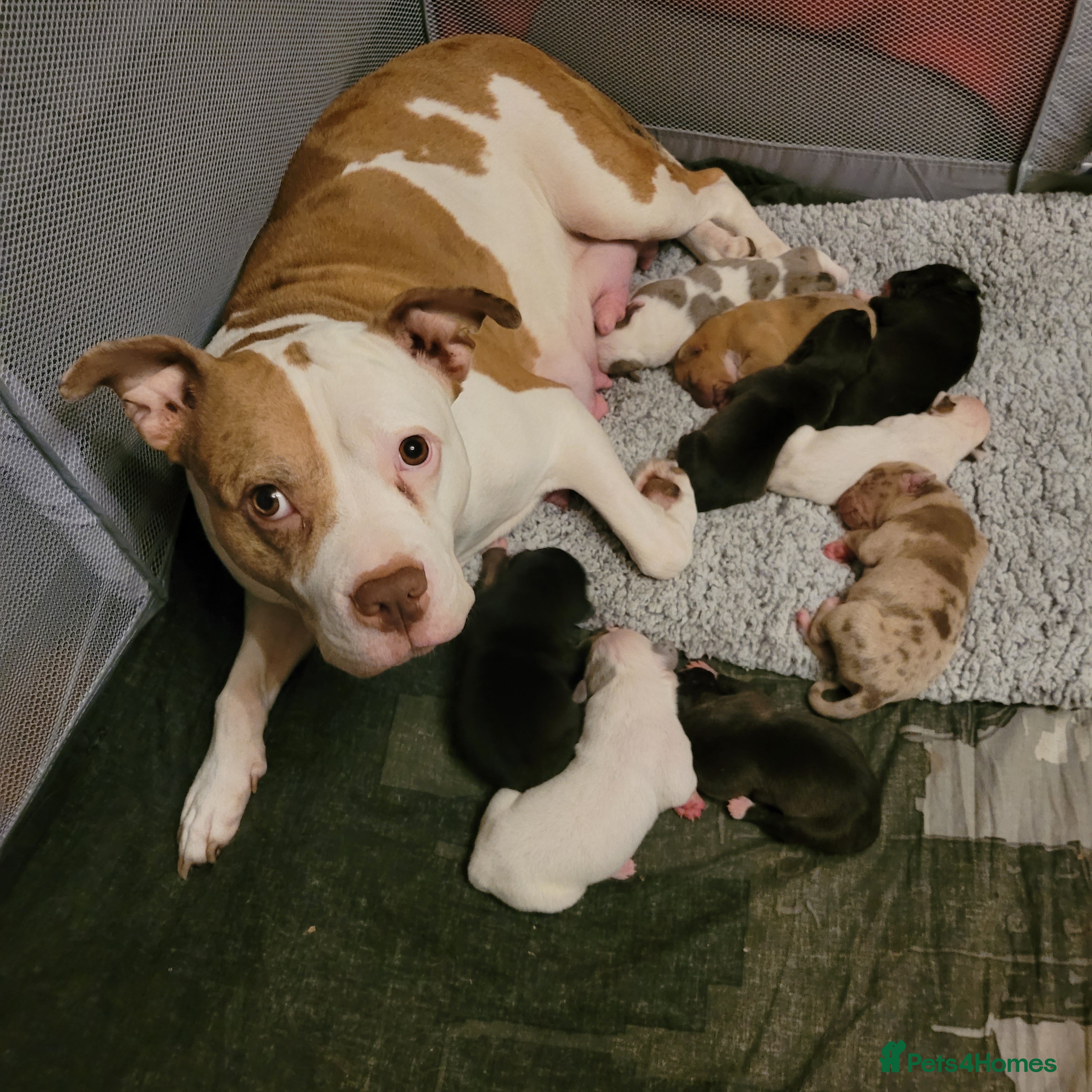 Mixed Breed dogs  American Bulldog cross Mastiff/Staffy Puppies  - Advert 2