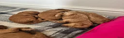 Cockapoo dogs for sale: Beautiful Cockapoo puppies 🐶 5 boys 3 girls - Advert 14