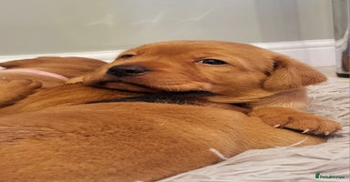 Labrador Retriever dogs - Advert 4