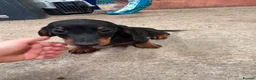 Dachshund dogs for sale: Daschund Puppies in Bridgwater - Advert 13