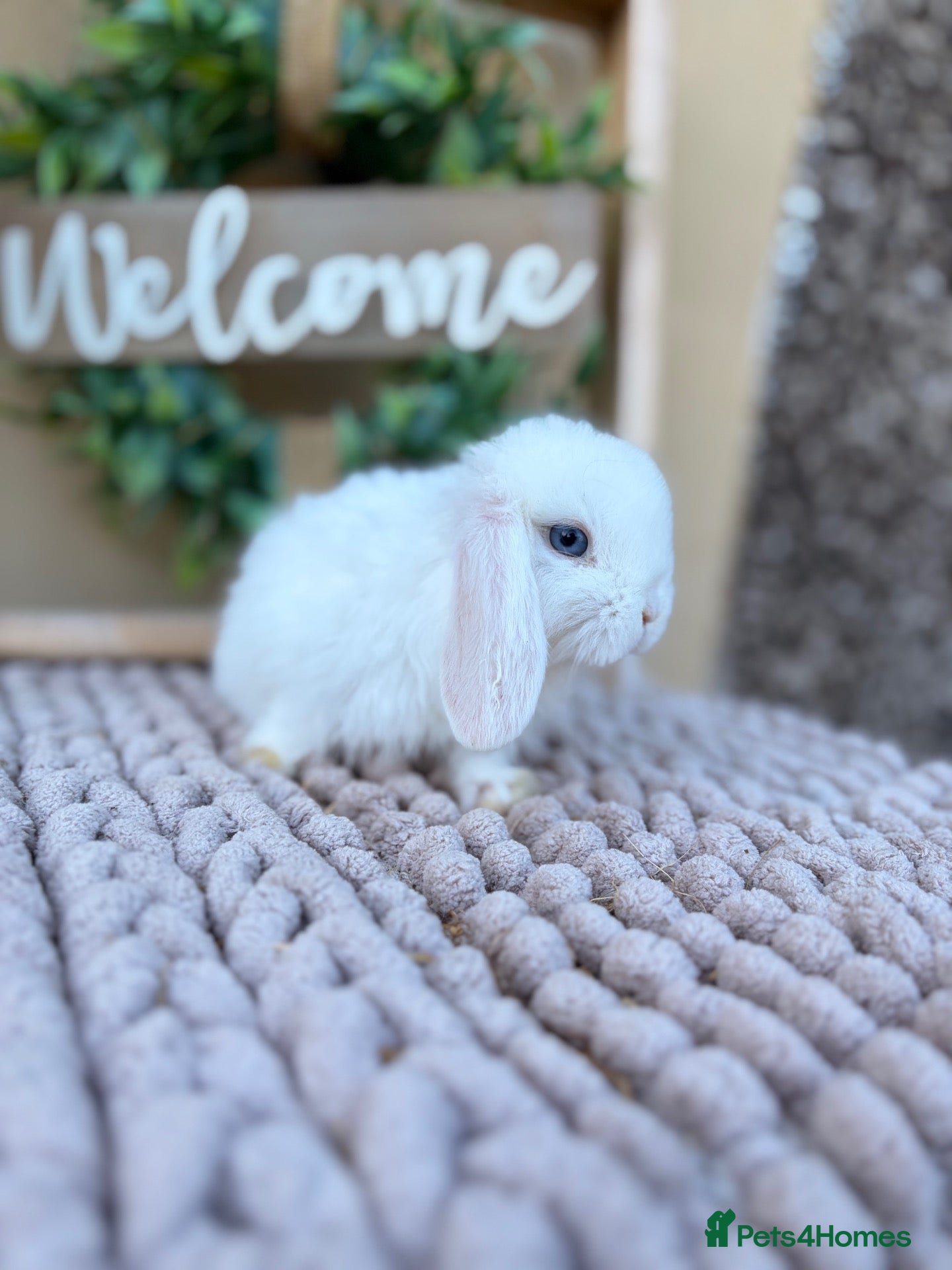Mini Lop rabbits Mini lop babies and adults  - Advert 1