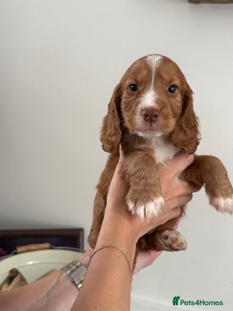 Cocker Spaniel dogs Cocker Spaniel Pups, KC Reg, field trial bred - Advert 2