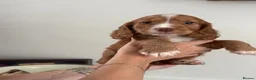 Cocker Spaniel dogs for sale: Ready Now, Cocker Spaniel Pups KC Reg, Field trial - Advert 8