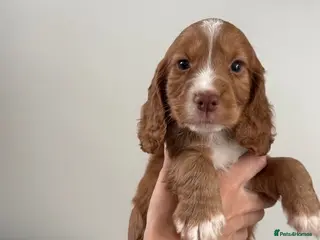 Cocker Spaniel dogs Cocker Spaniel Pups, KC Reg, field trial bred - Advert 2