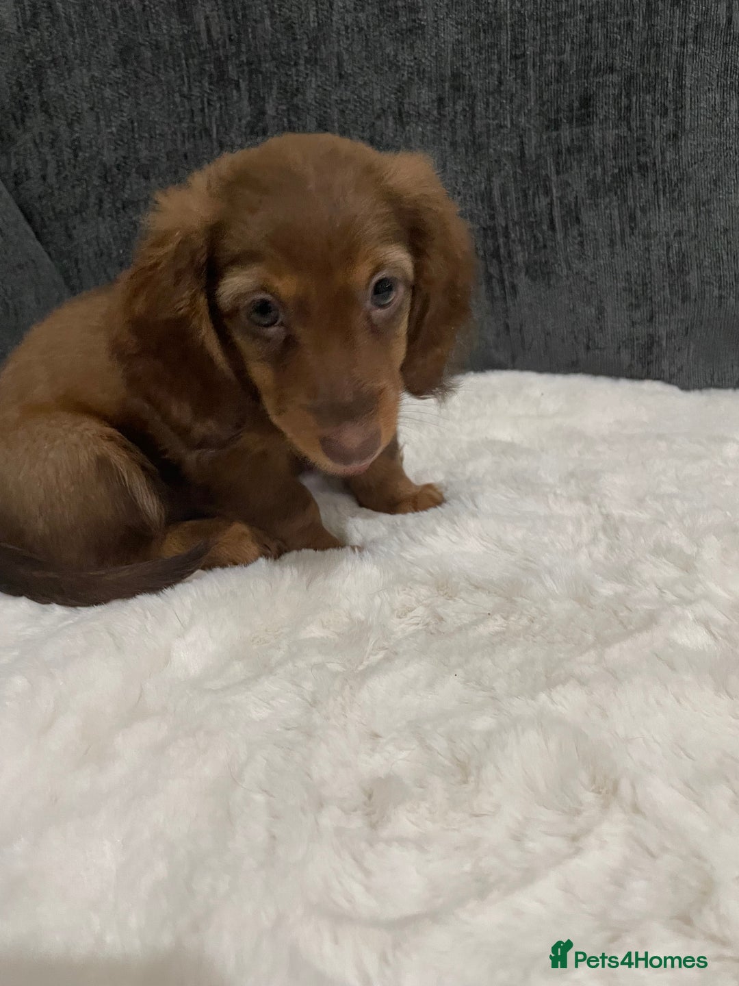 Miniature Dachshund dogs for sale: Champion Longhaired Miniature Dachshund Puppies - Advert 3