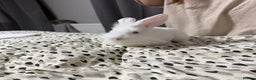 Lionhead rabbits for sale: Two female white rabbits - Advert 3