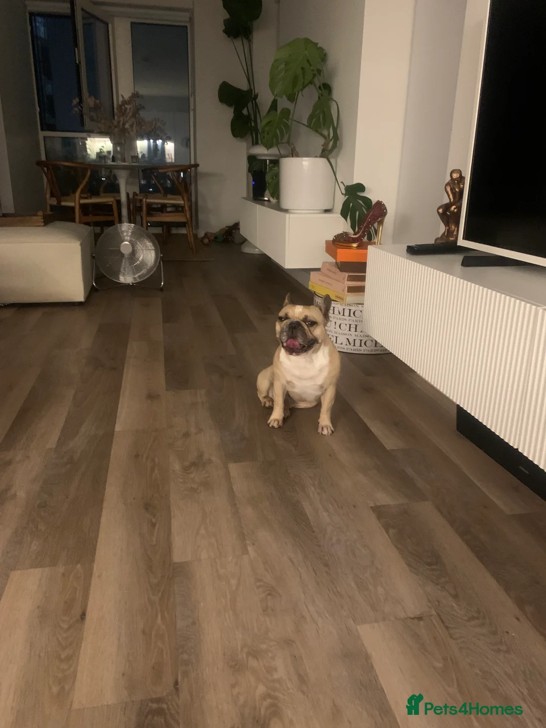 French Bulldog dogs for stud: Sperm donor - Advert 11