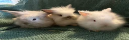 Mixed Breed rabbits for sale: 2x Mini lop cross lion head.  1x white lion head - Advert 3