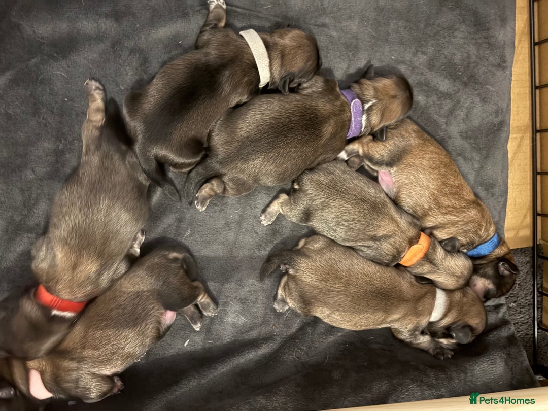 Shih Tzu dogs for sale: Shih tzus  - Image 8