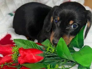 Miniature Dachshund dogs Miniature dachshund - Advert 5