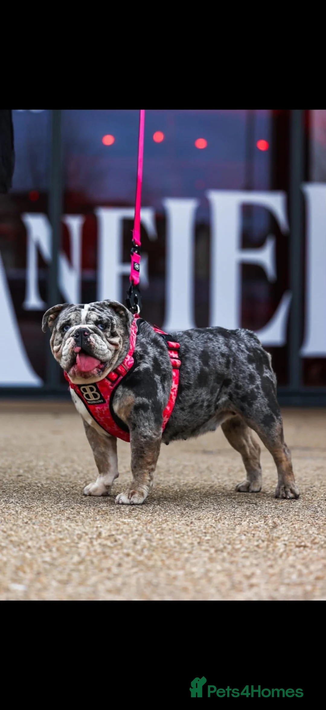 English Bulldog dogs for sale: DWKC Registered unspayed Merle bitch - Advert 2
