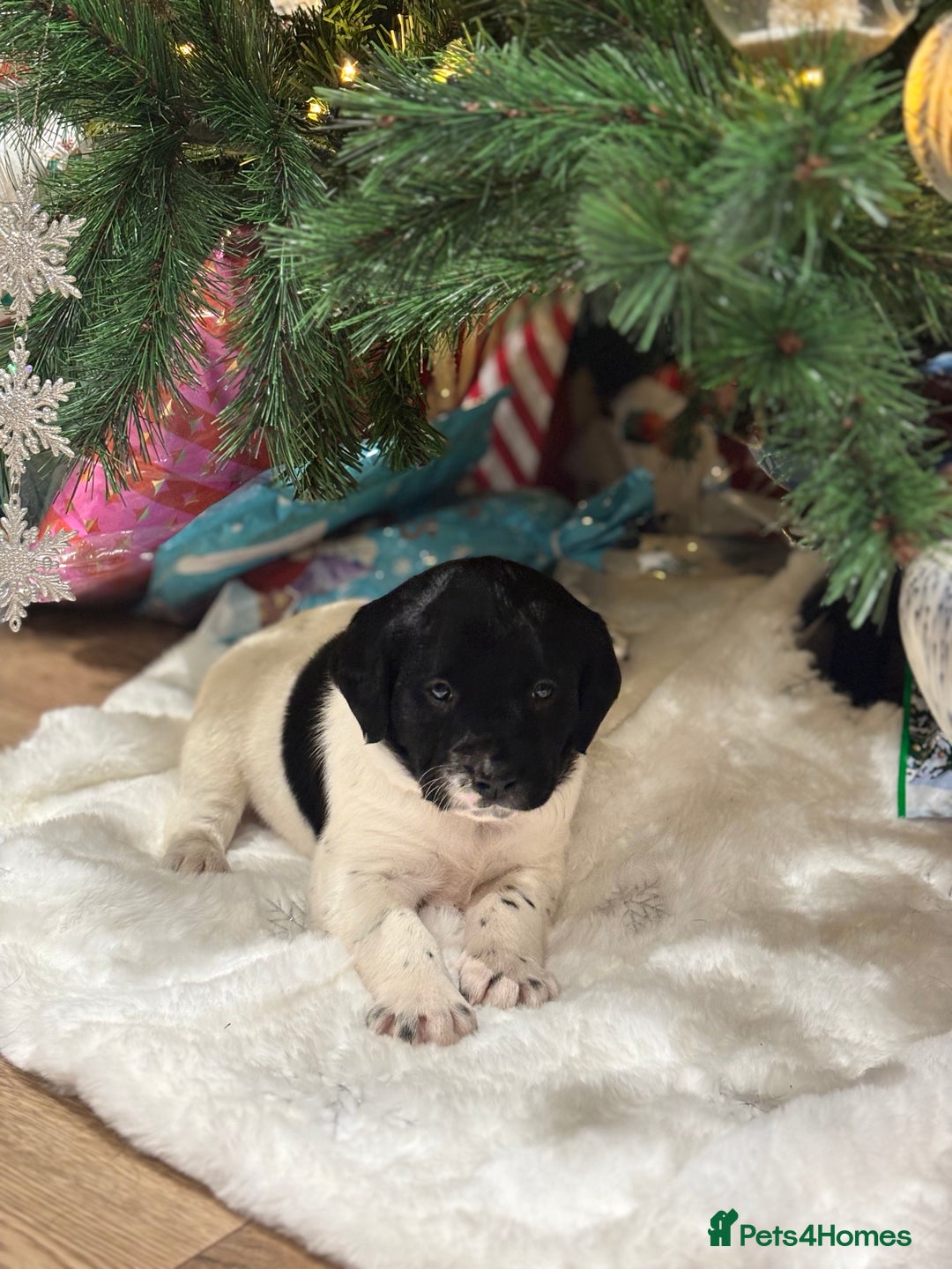 Springador dogs for sale: Springador Puppies - Advert 14