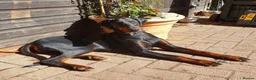 Dobermann dogs for sale: Fantastic KC Dobermann Puppies  - Advert 24