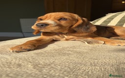 Bocker dogs for sale: 4 month Cocker Spaniel, Beagle Mix - Image 2